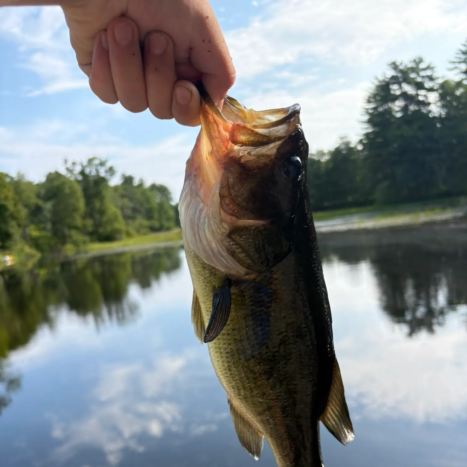 Largemouth bass caught on Fishbrain