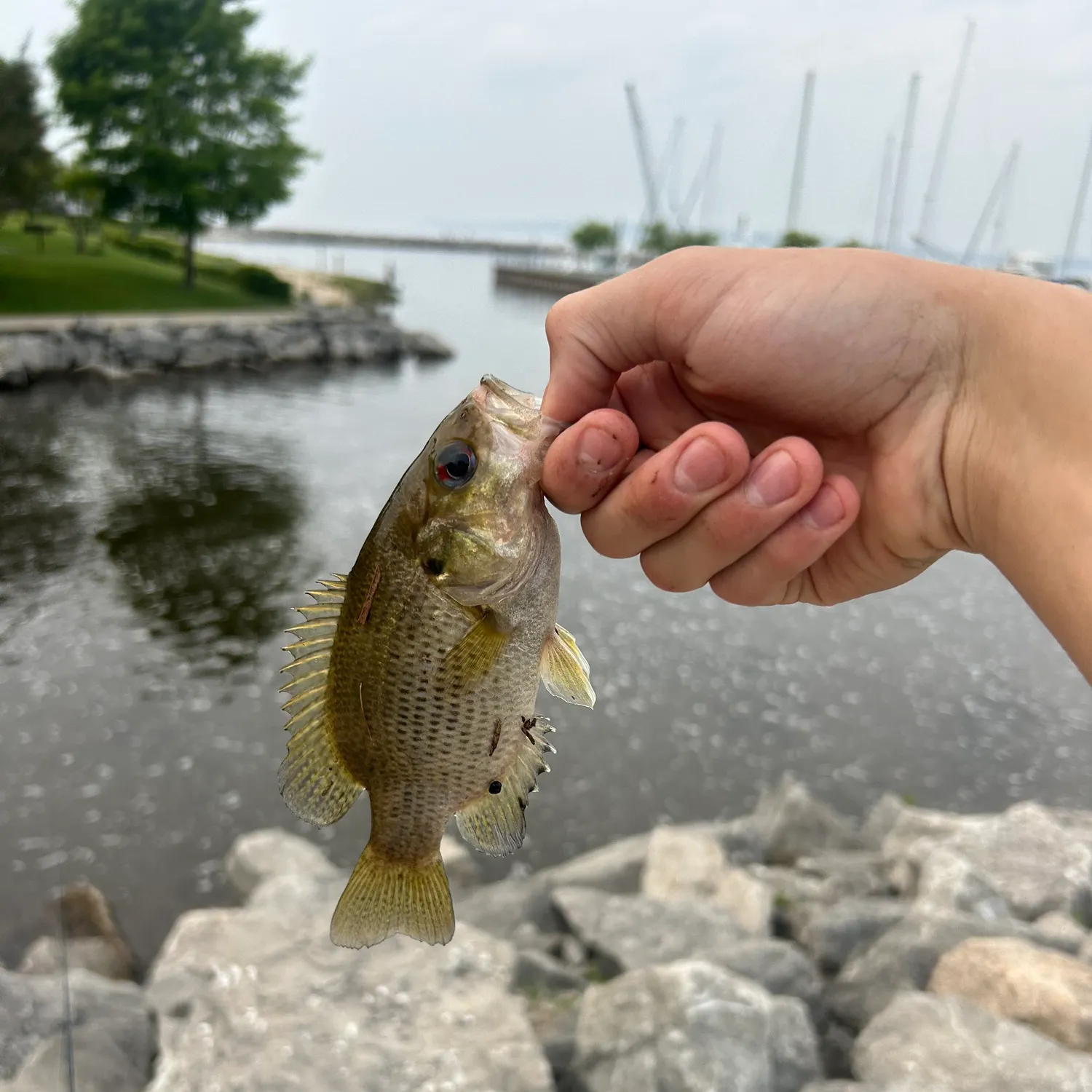 catch