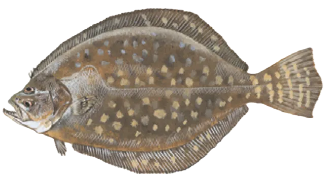 Southern flounder