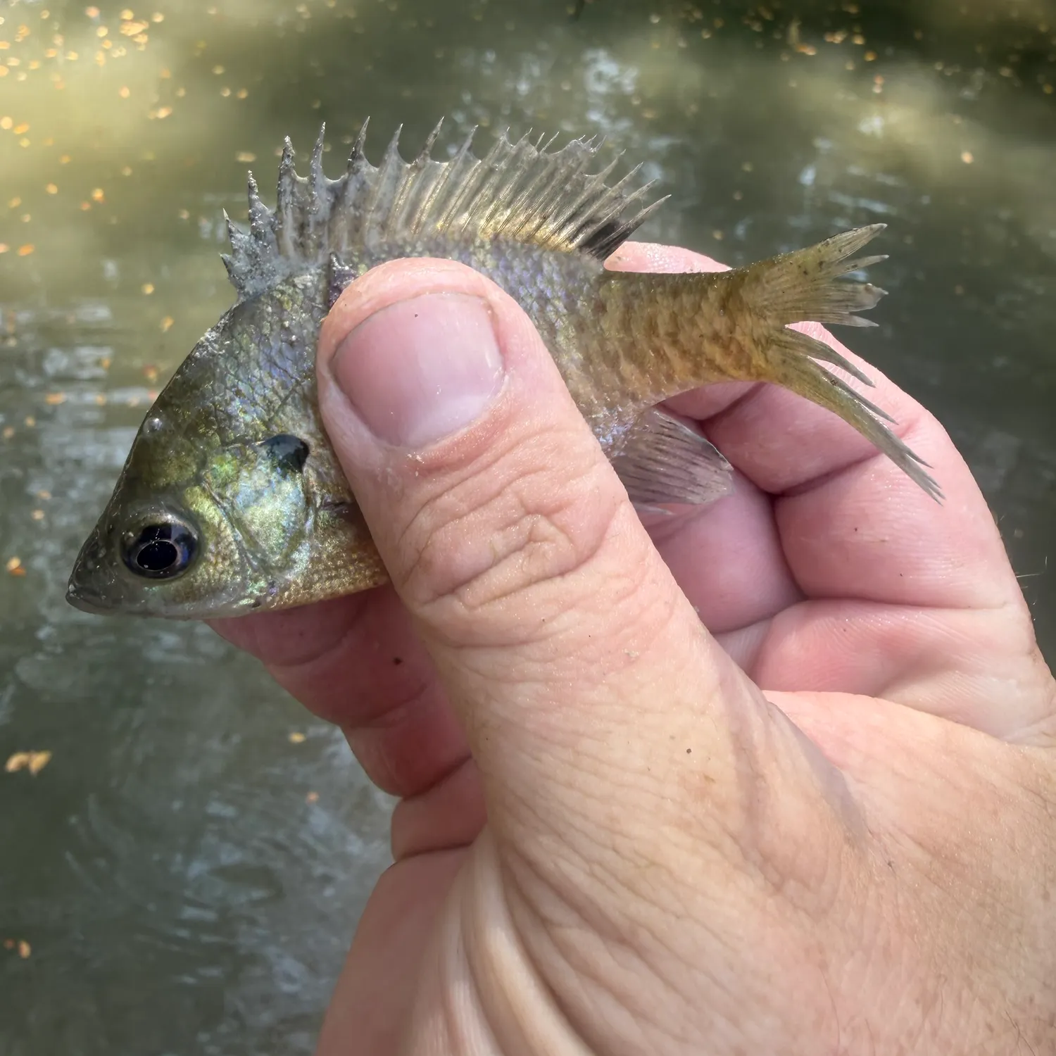 Bluegill caught on Fishbrain
