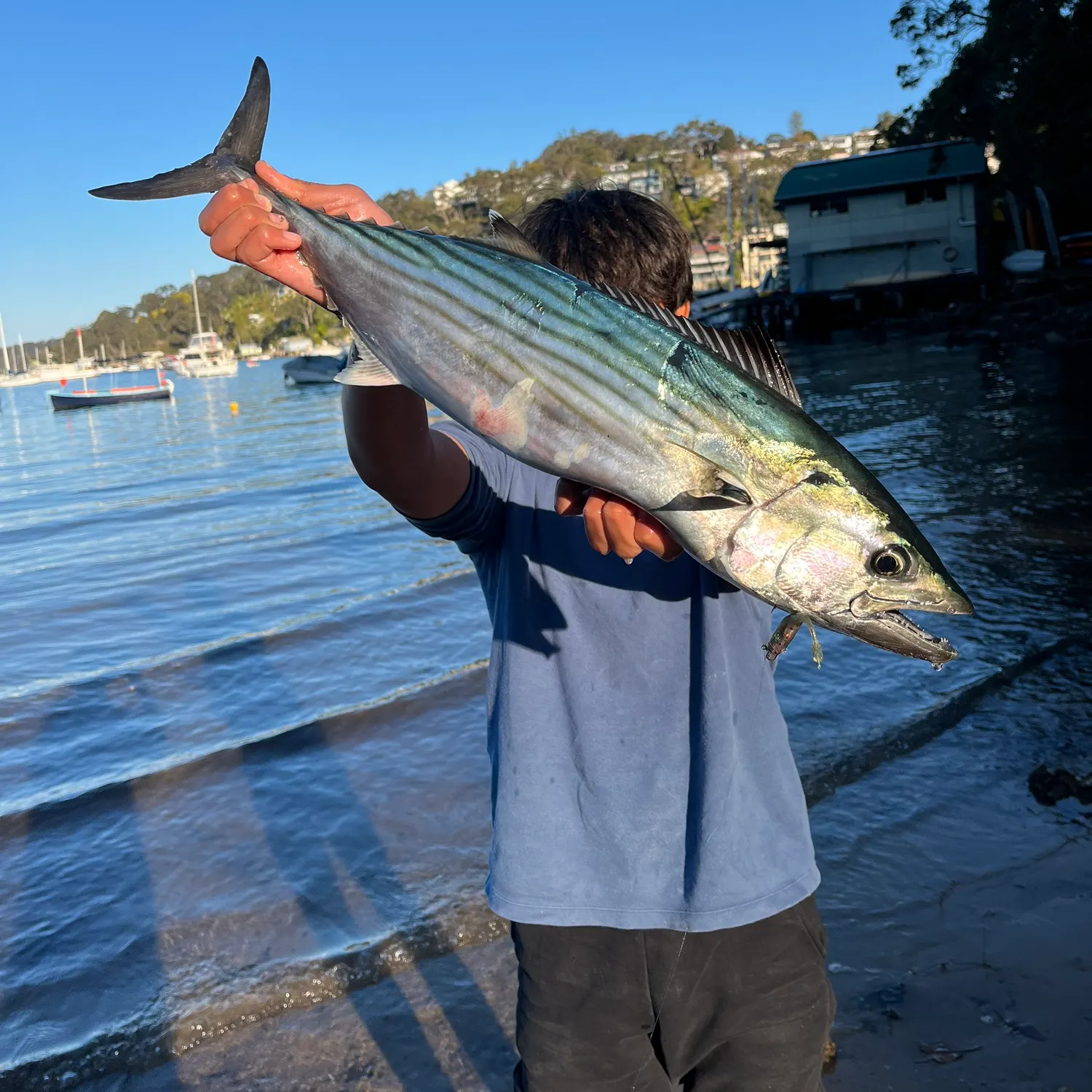 Striped bonito caught on Fishbrain