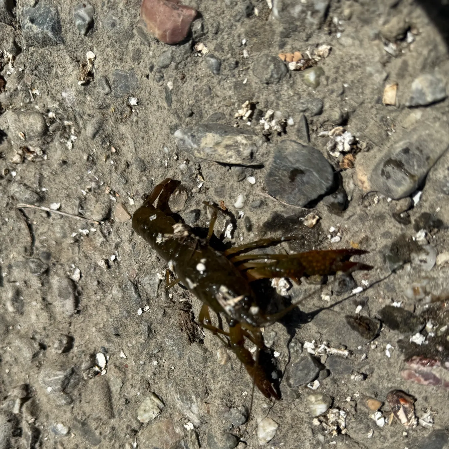 The most recent Red swamp crayfish catches on Fishbrain