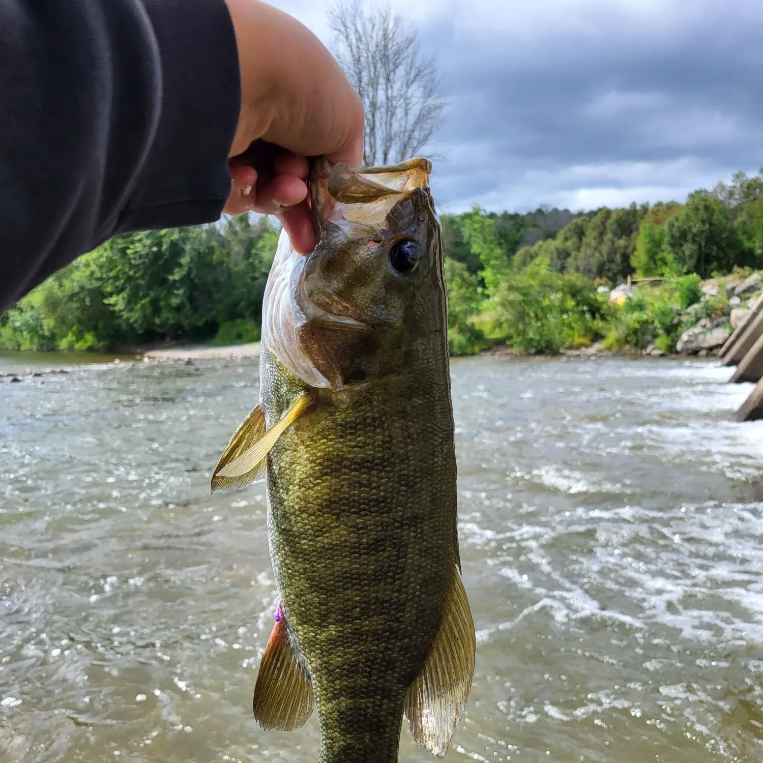 Smallmouth bass caught on Fishbrain