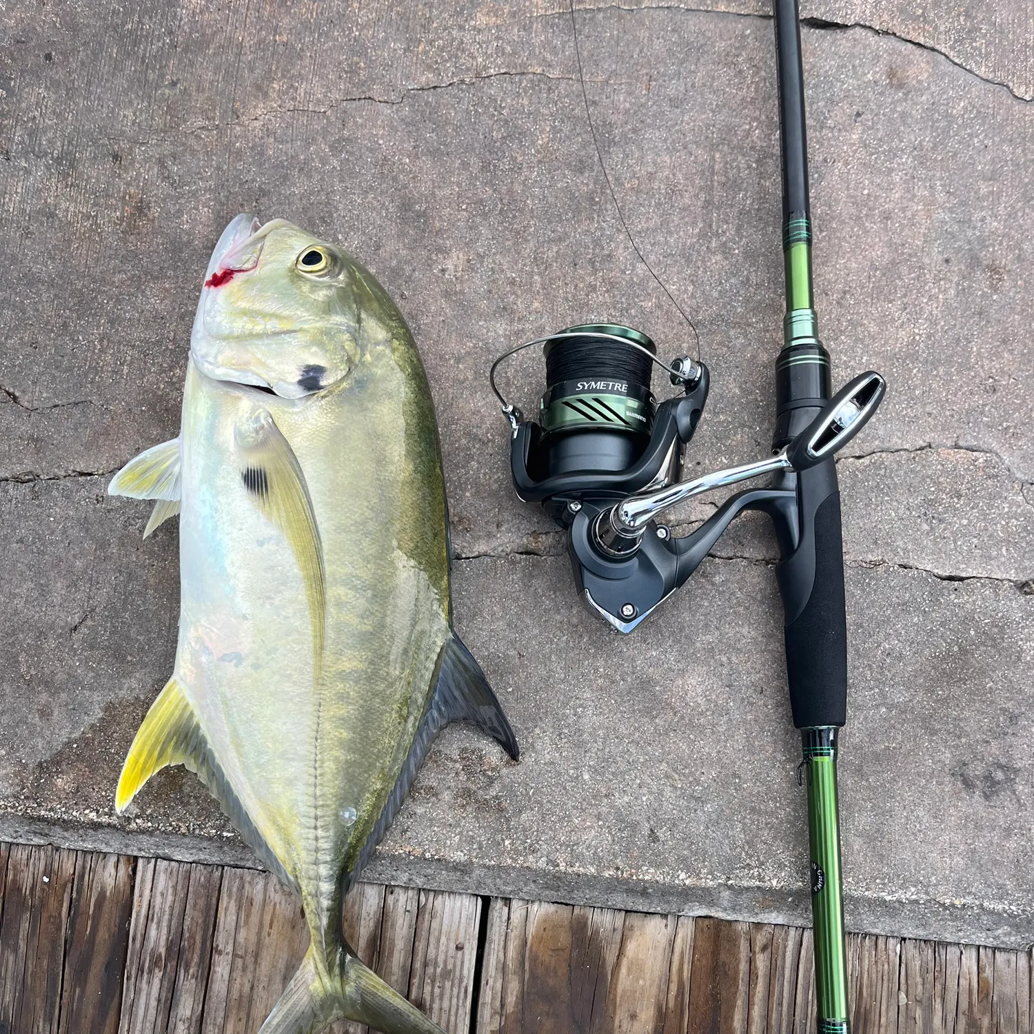 The most recent Crevalle jack catches on Fishbrain