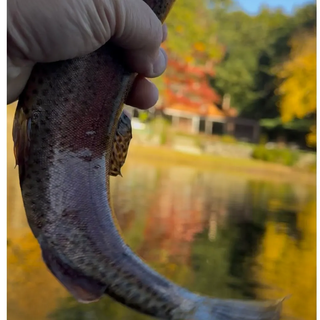 Rainbow trout caught on Fishbrain