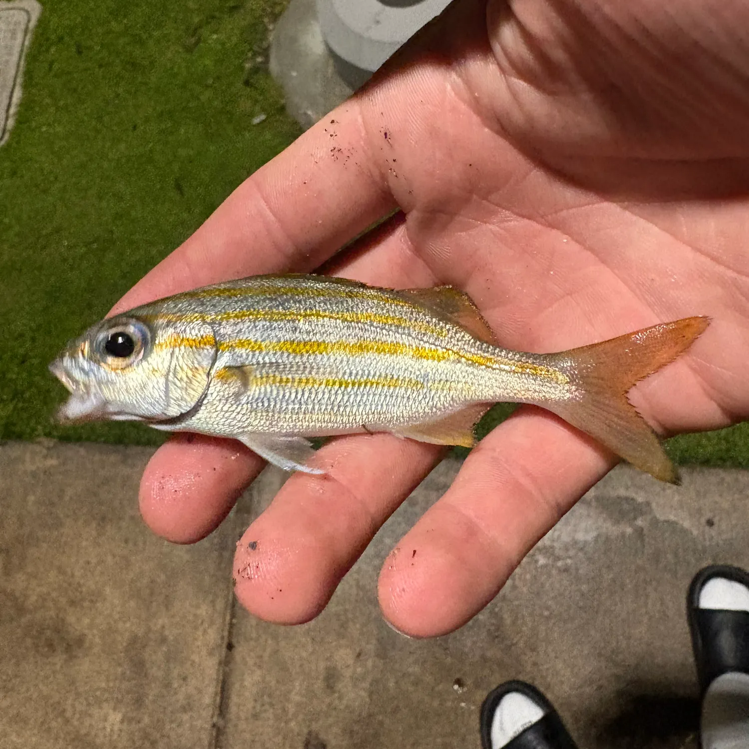 The most recent Smallmouth grunt catches on Fishbrain