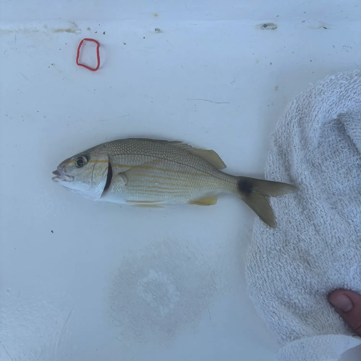 The most recent Tomtate grunt catches on Fishbrain