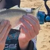 Bluefish caught on Fishbrain