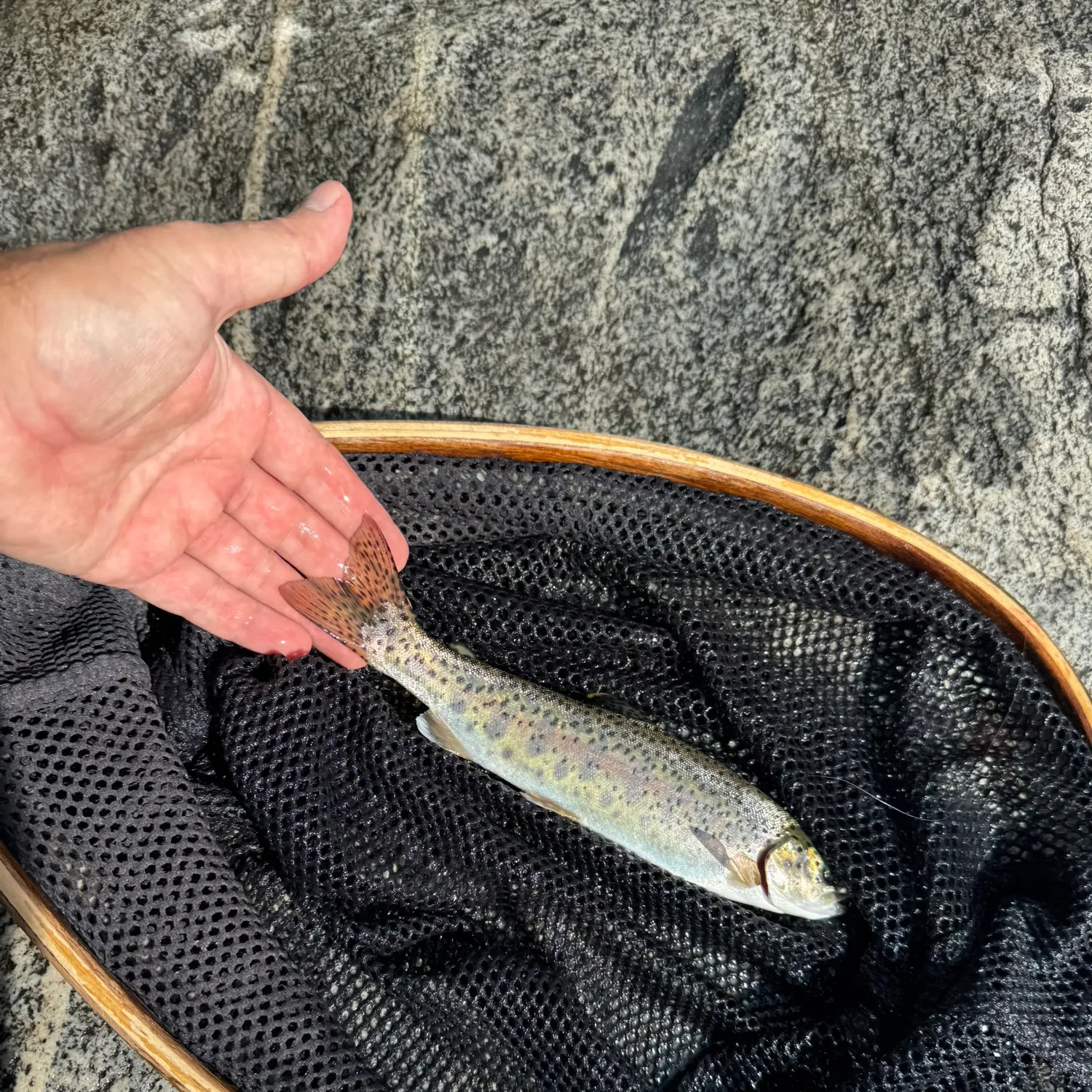 Rainbow trout caught on Fishbrain