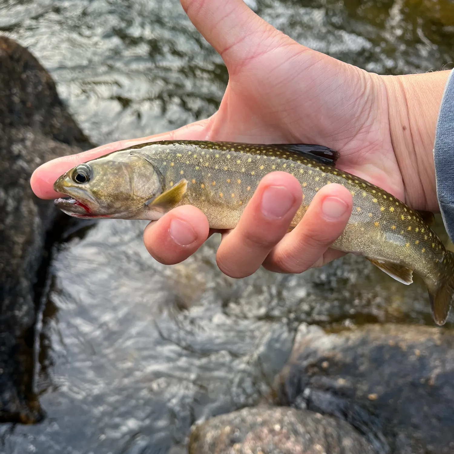 Bull trout caught on Fishbrain