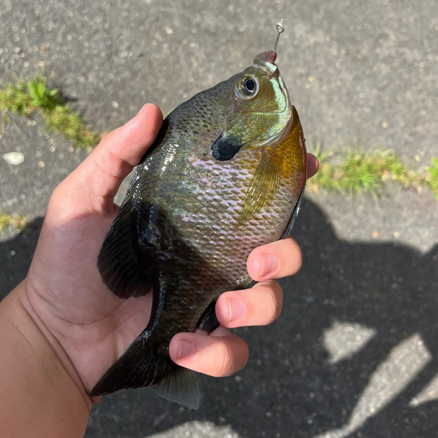 angler catch