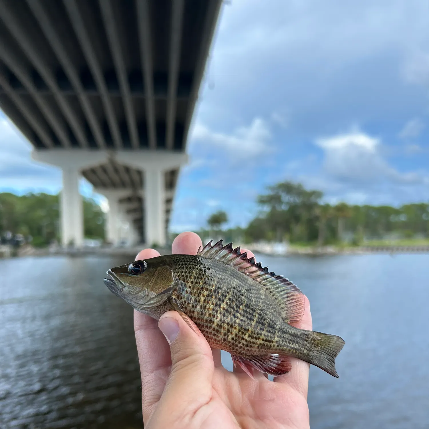 The most recent Mangrove snapper catches on Fishbrain