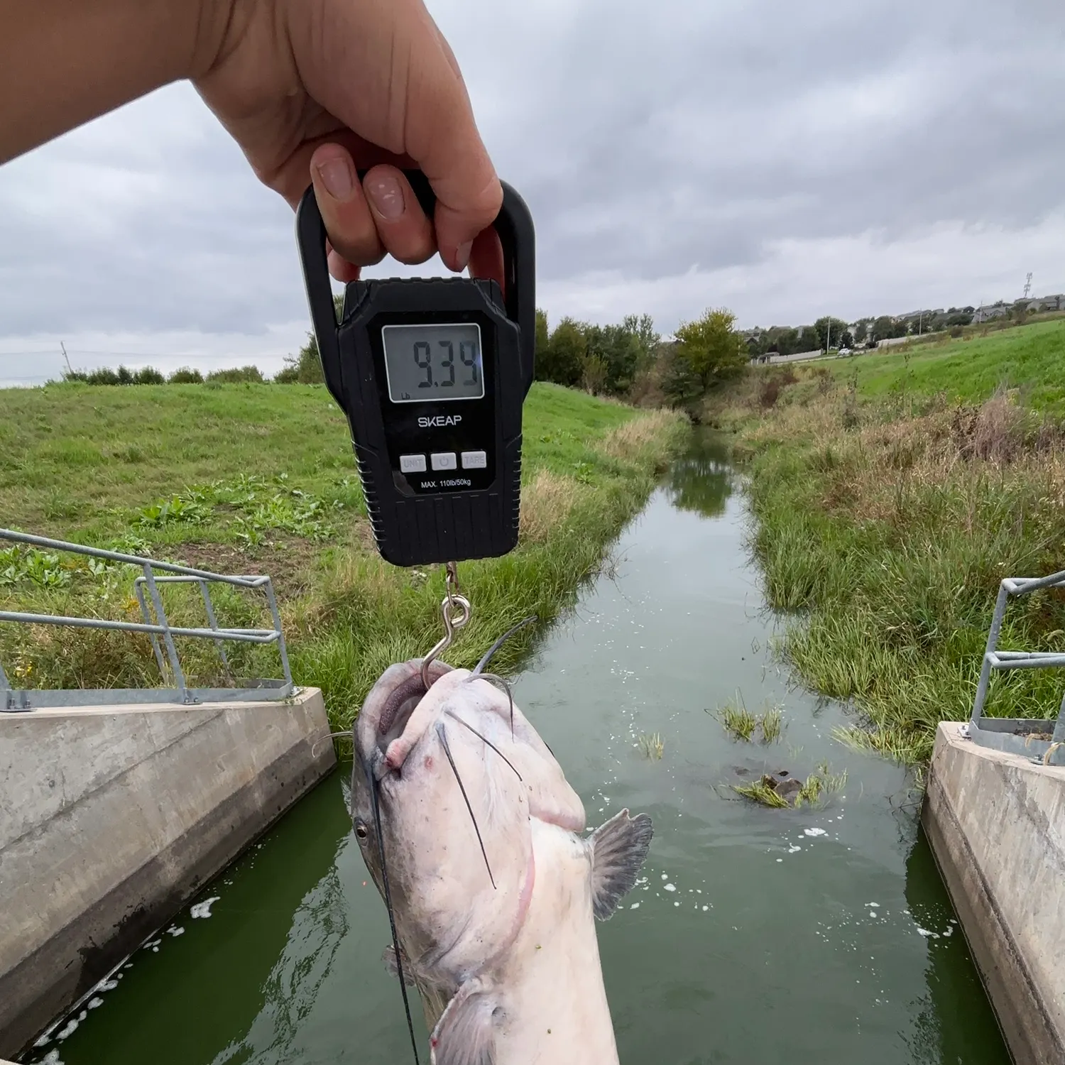 Channel catfish caught on Fishbrain