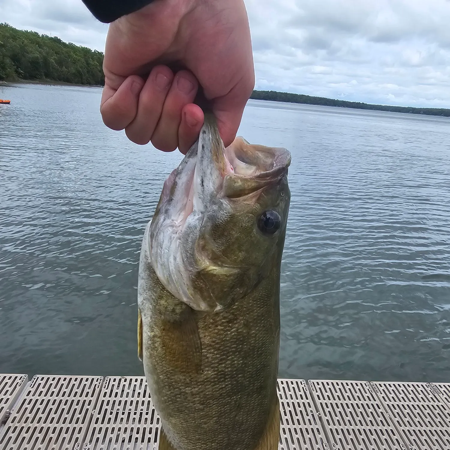 Smallmouth bass caught on Fishbrain