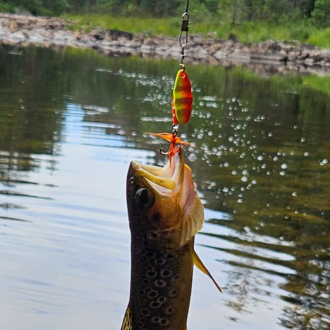 Fish caught on Fishbrain