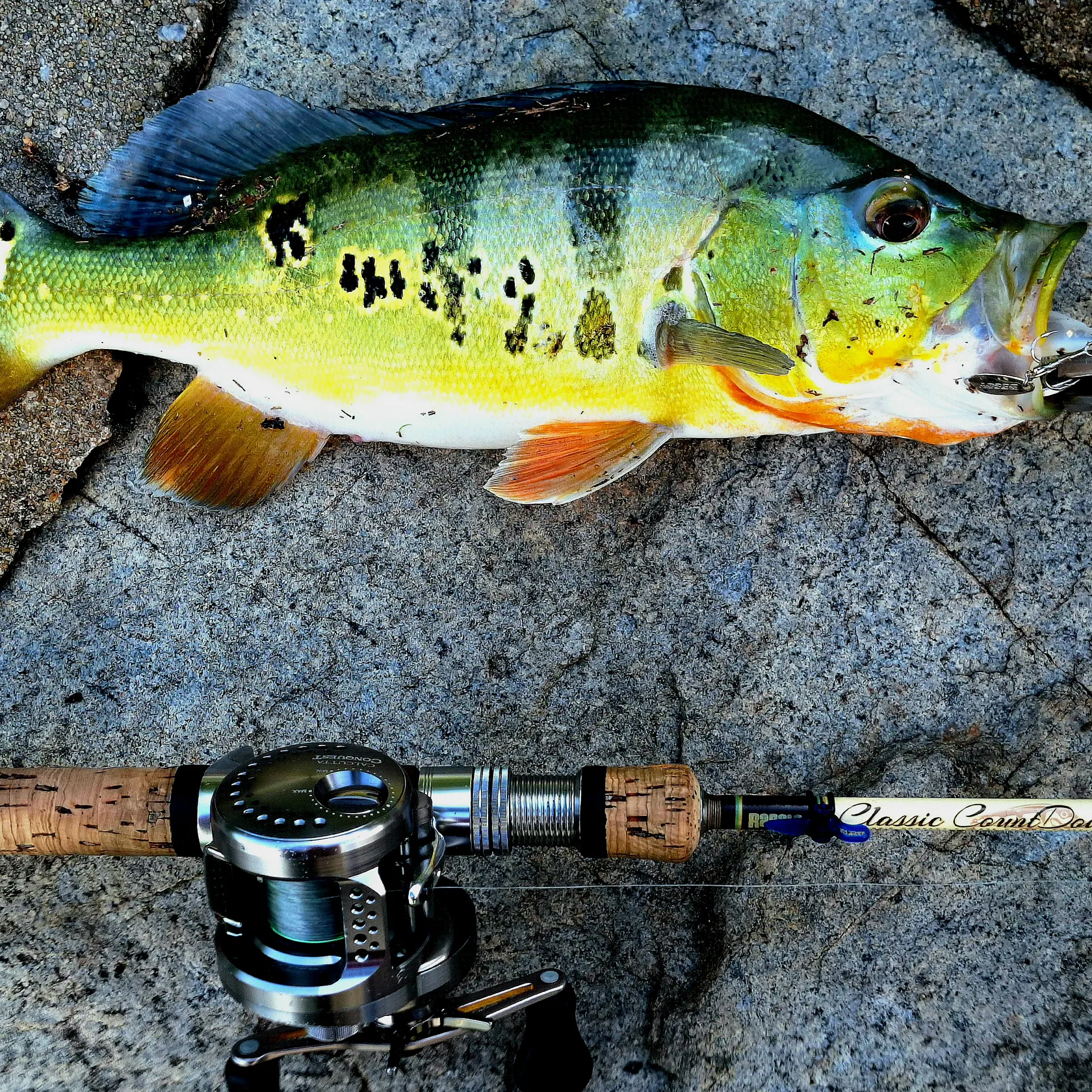 The most popular recent Monoculus peacock bass catch on Fishbrain