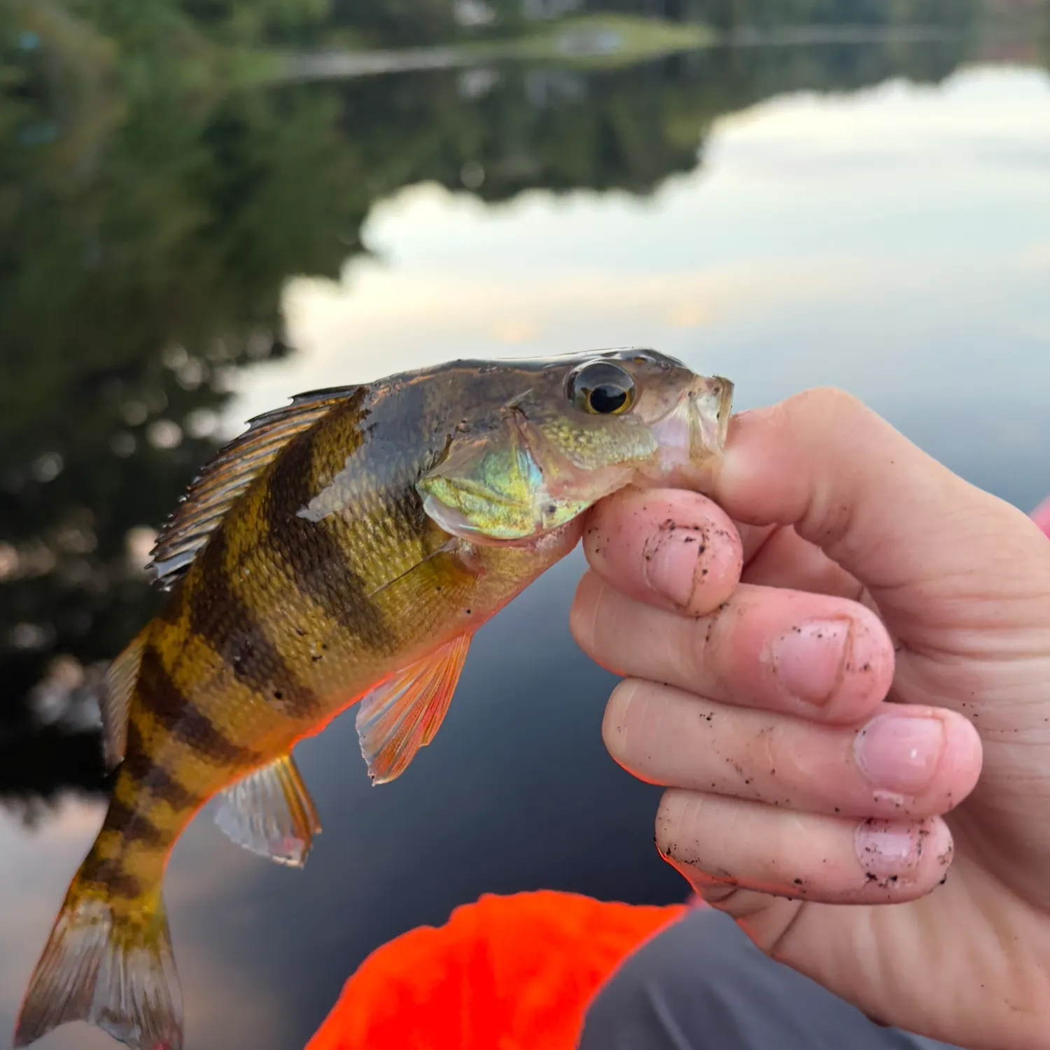 Yellow perch caught on Fishbrain