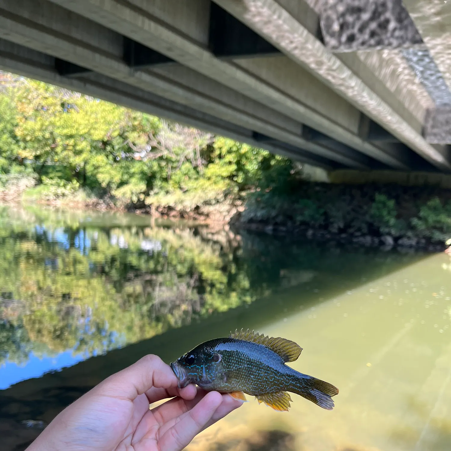 Green sunfish caught on Fishbrain