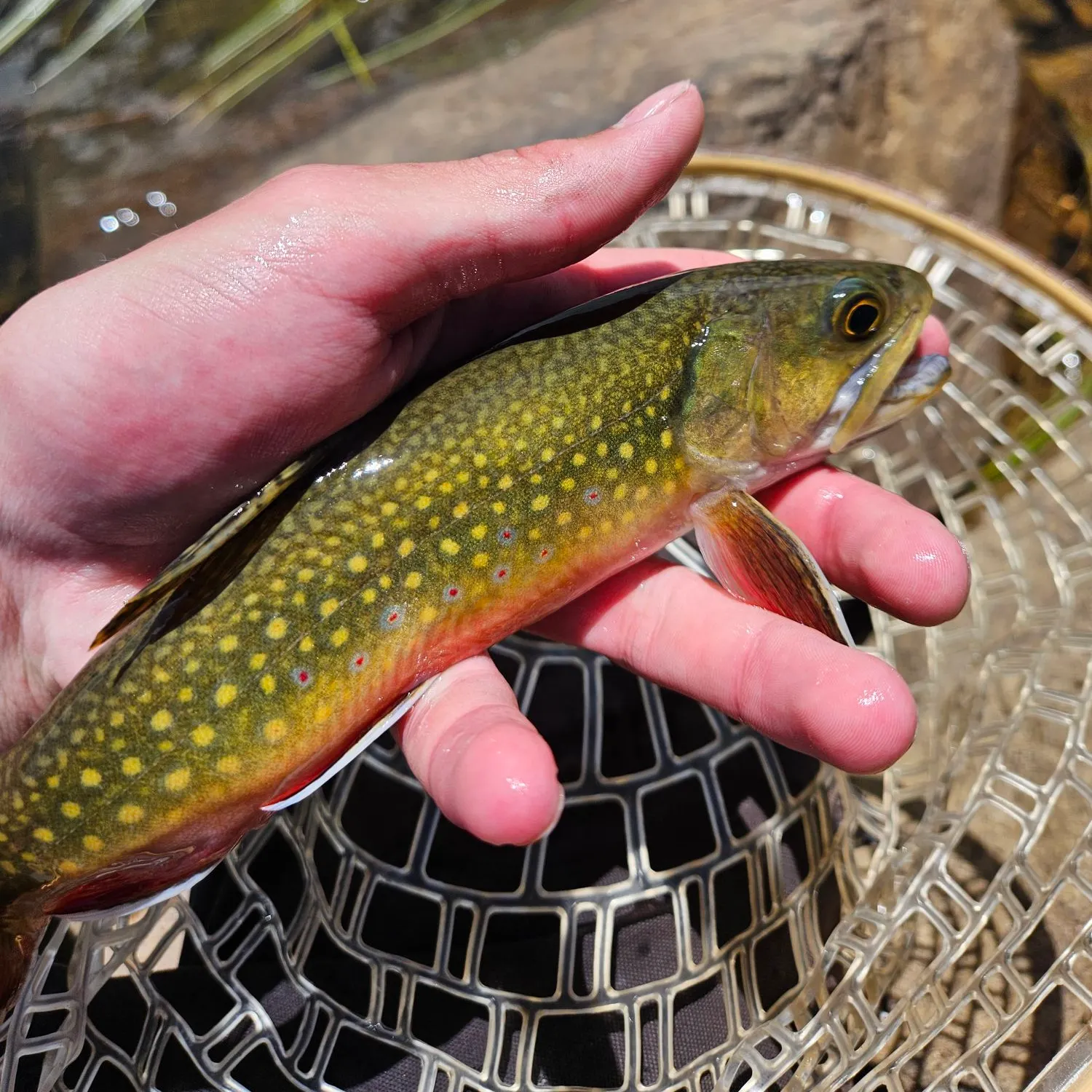 Brook trout caught on Fishbrain