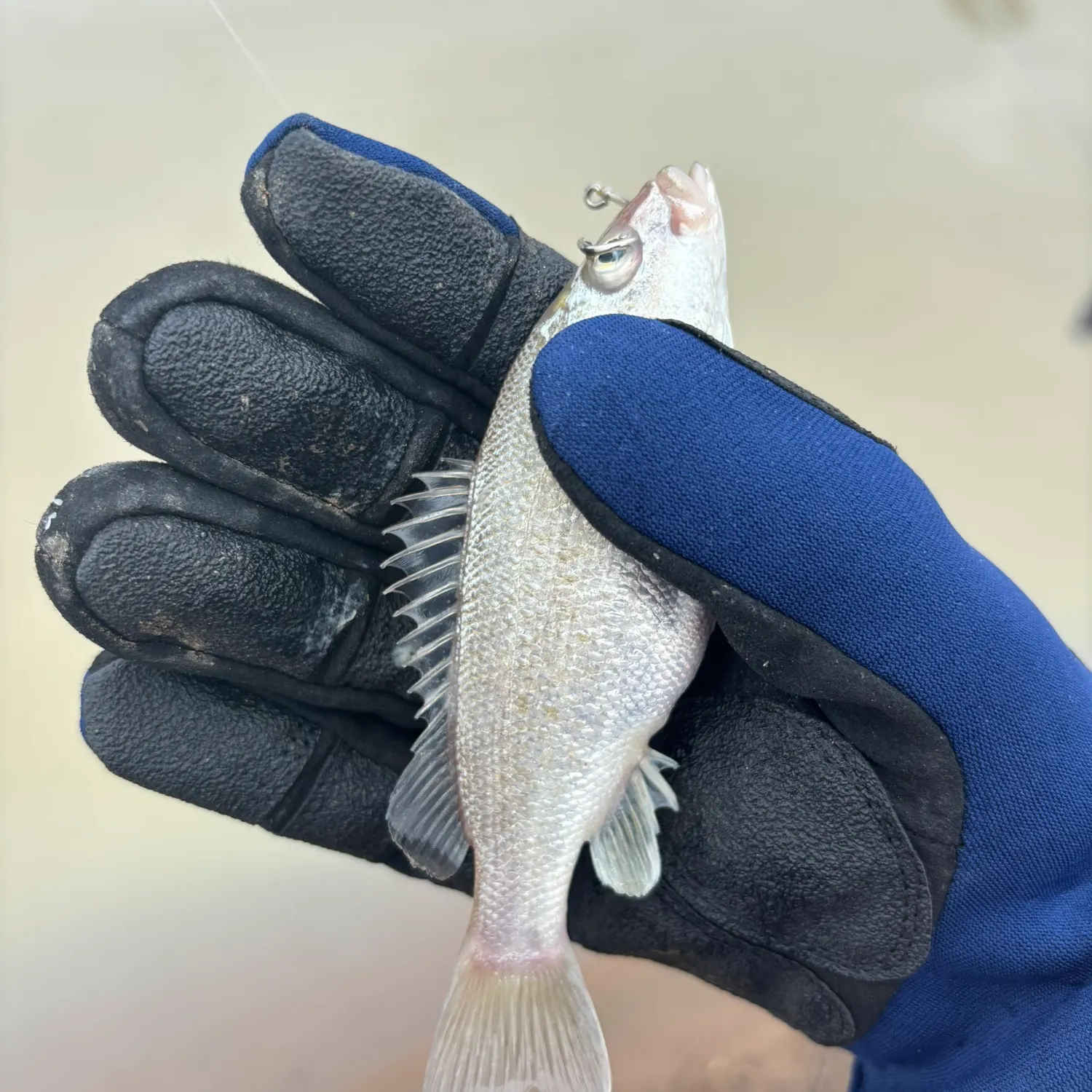 The most recent Bidyan perch catches on Fishbrain