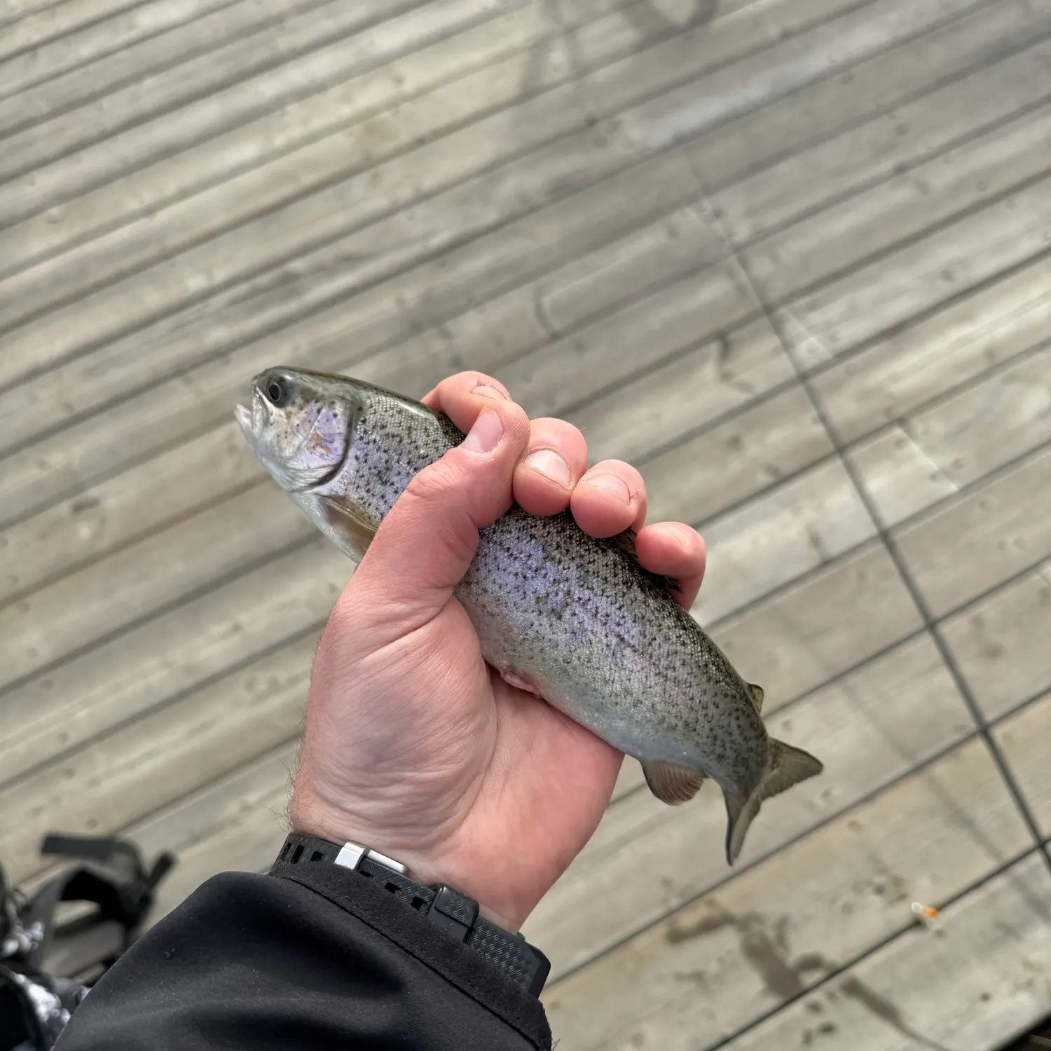 Rainbow trout caught on Fishbrain