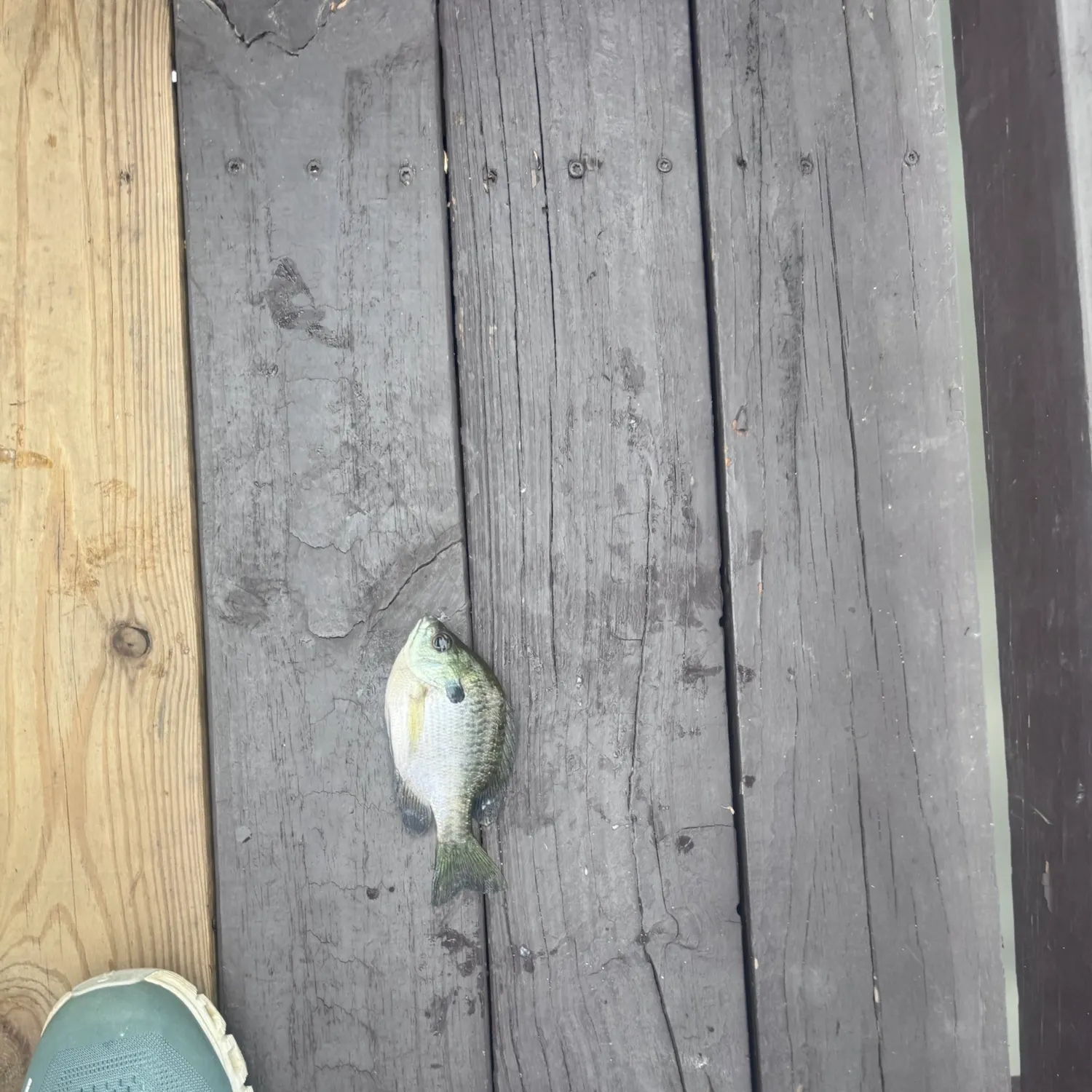 Bluegill caught on Fishbrain