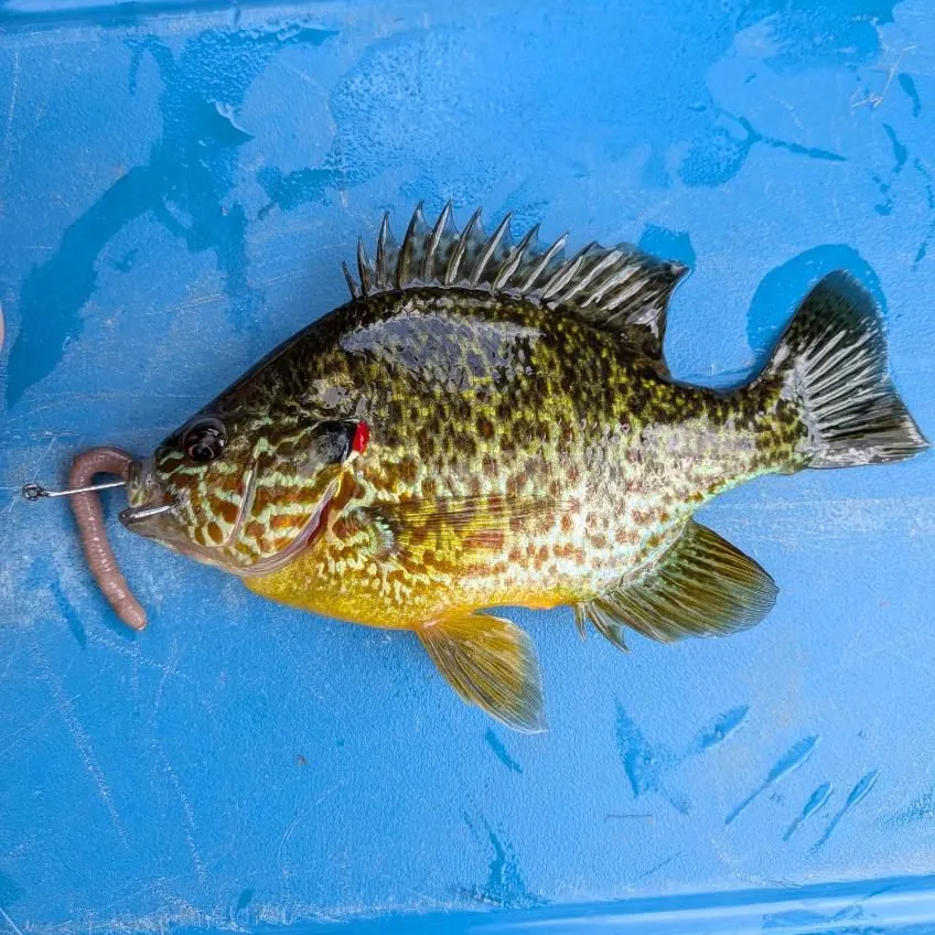 Redear sunfish caught on Fishbrain