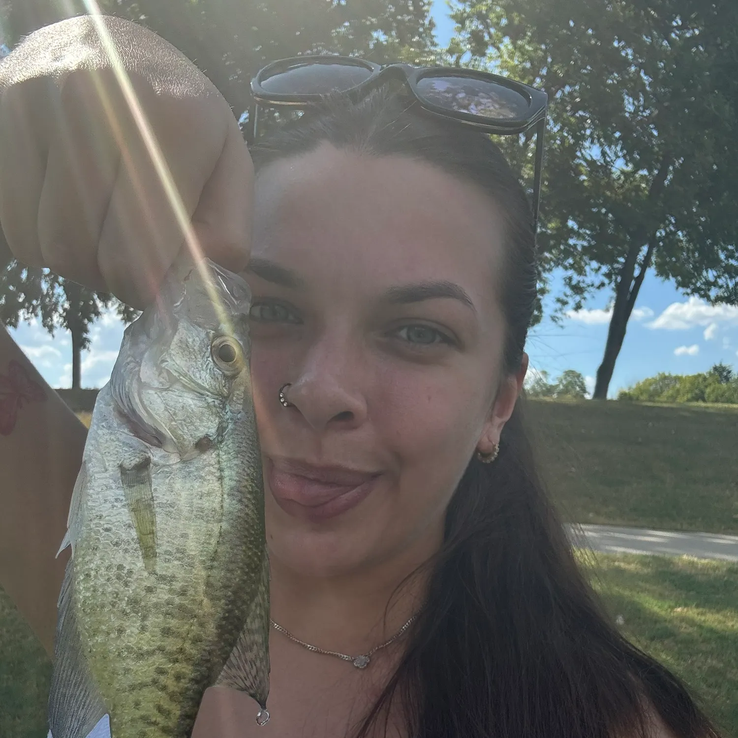White crappie caught on Fishbrain