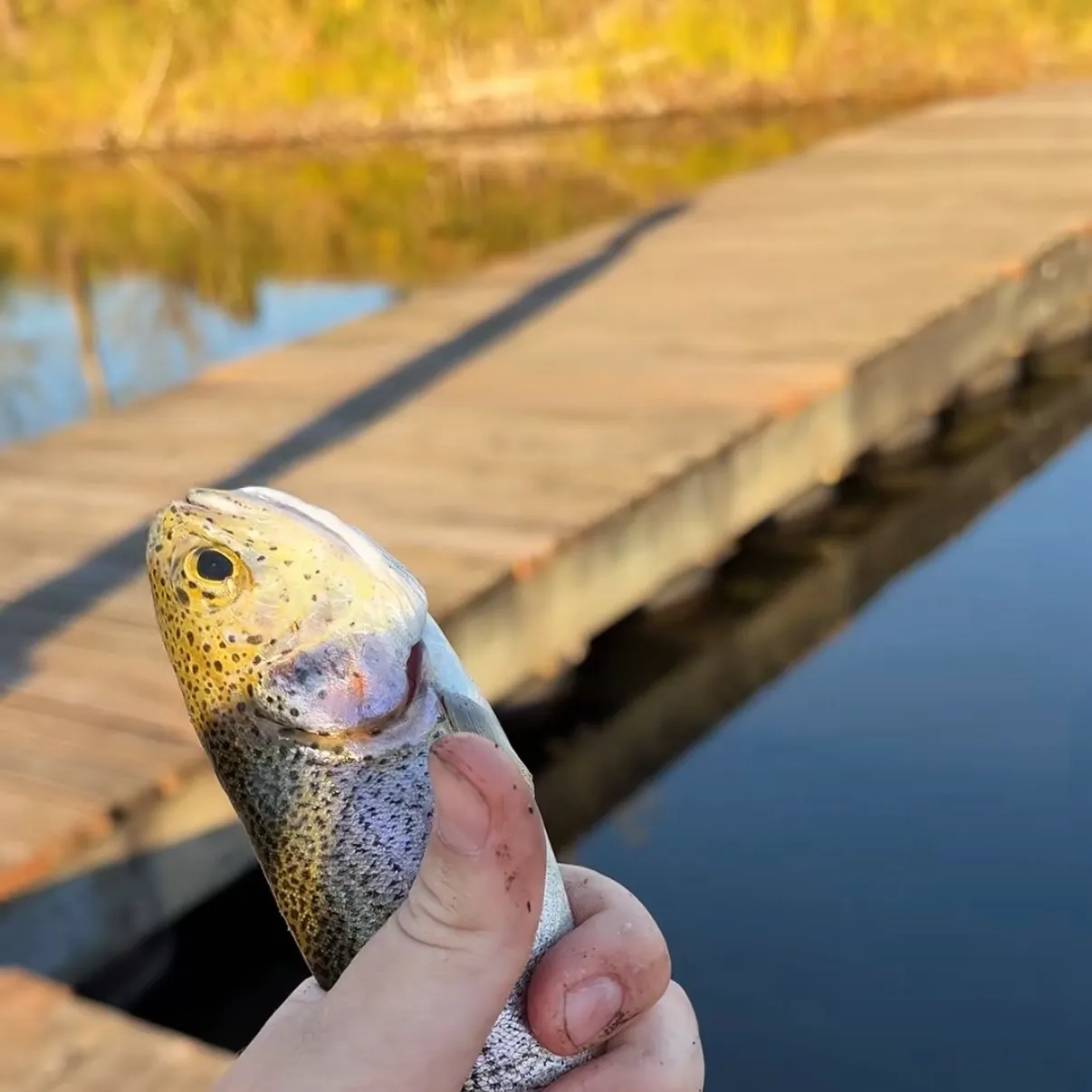 Rainbow trout caught on Fishbrain
