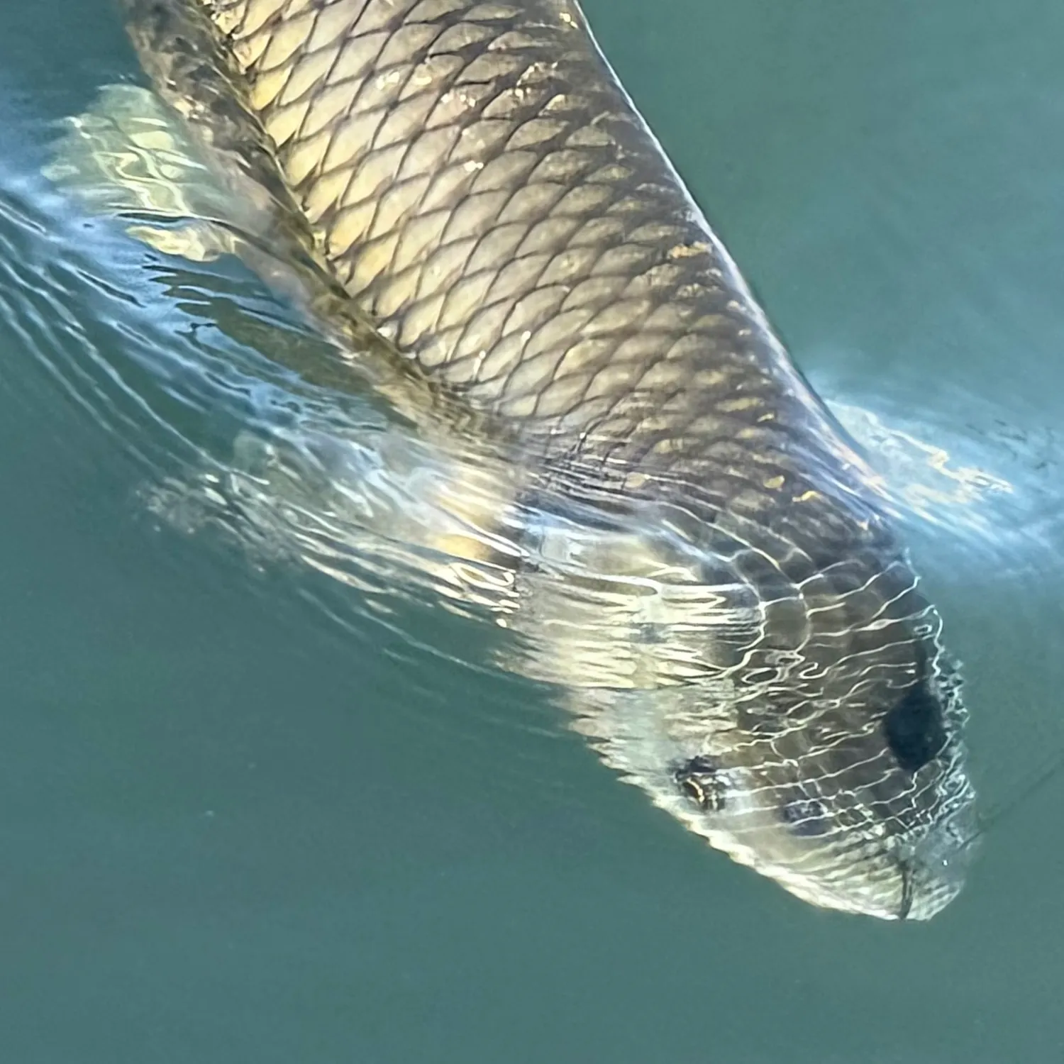 Grass carp caught on Fishbrain
