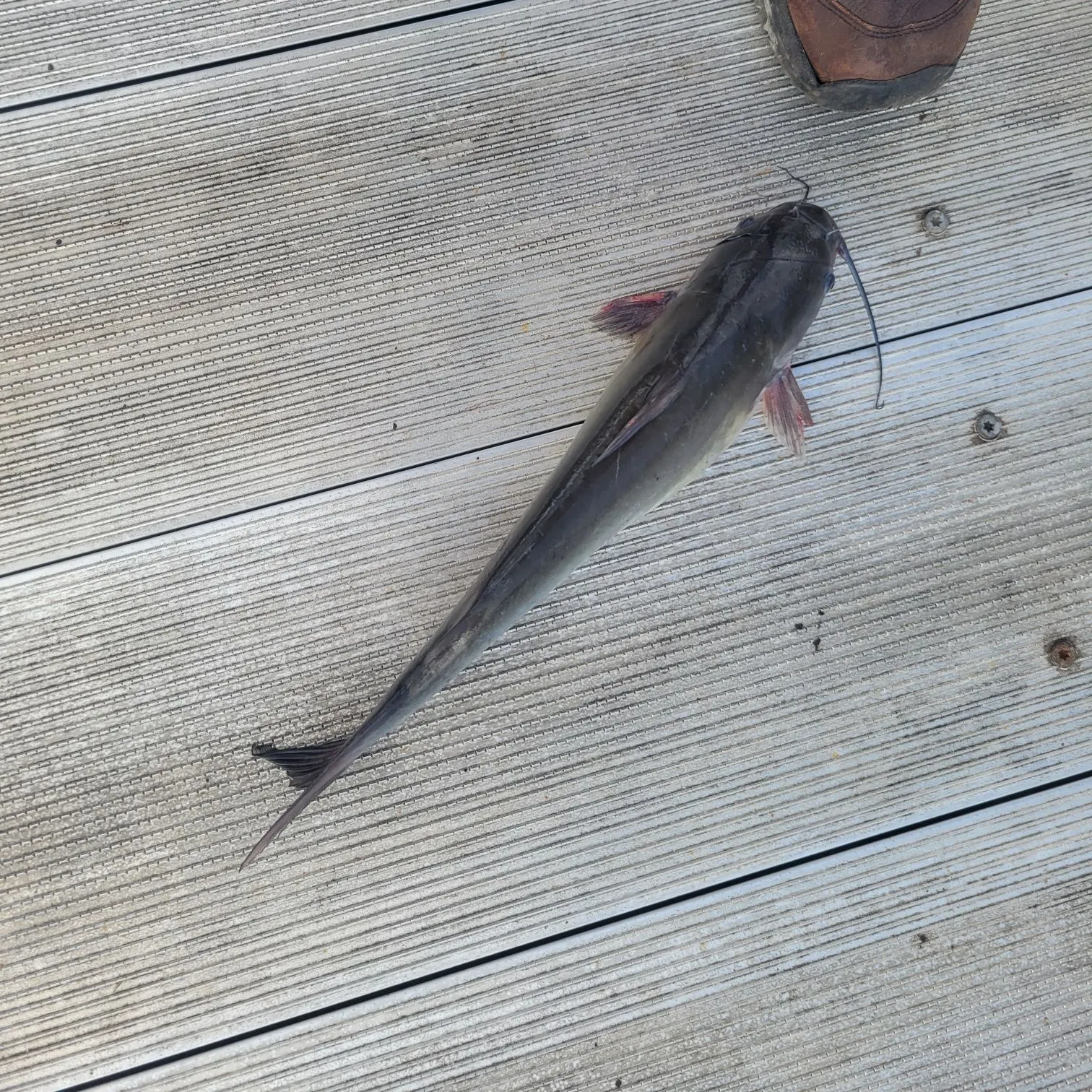 Channel catfish caught on Fishbrain