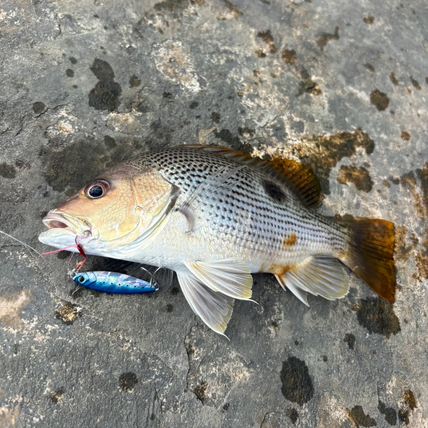 most liked catch image