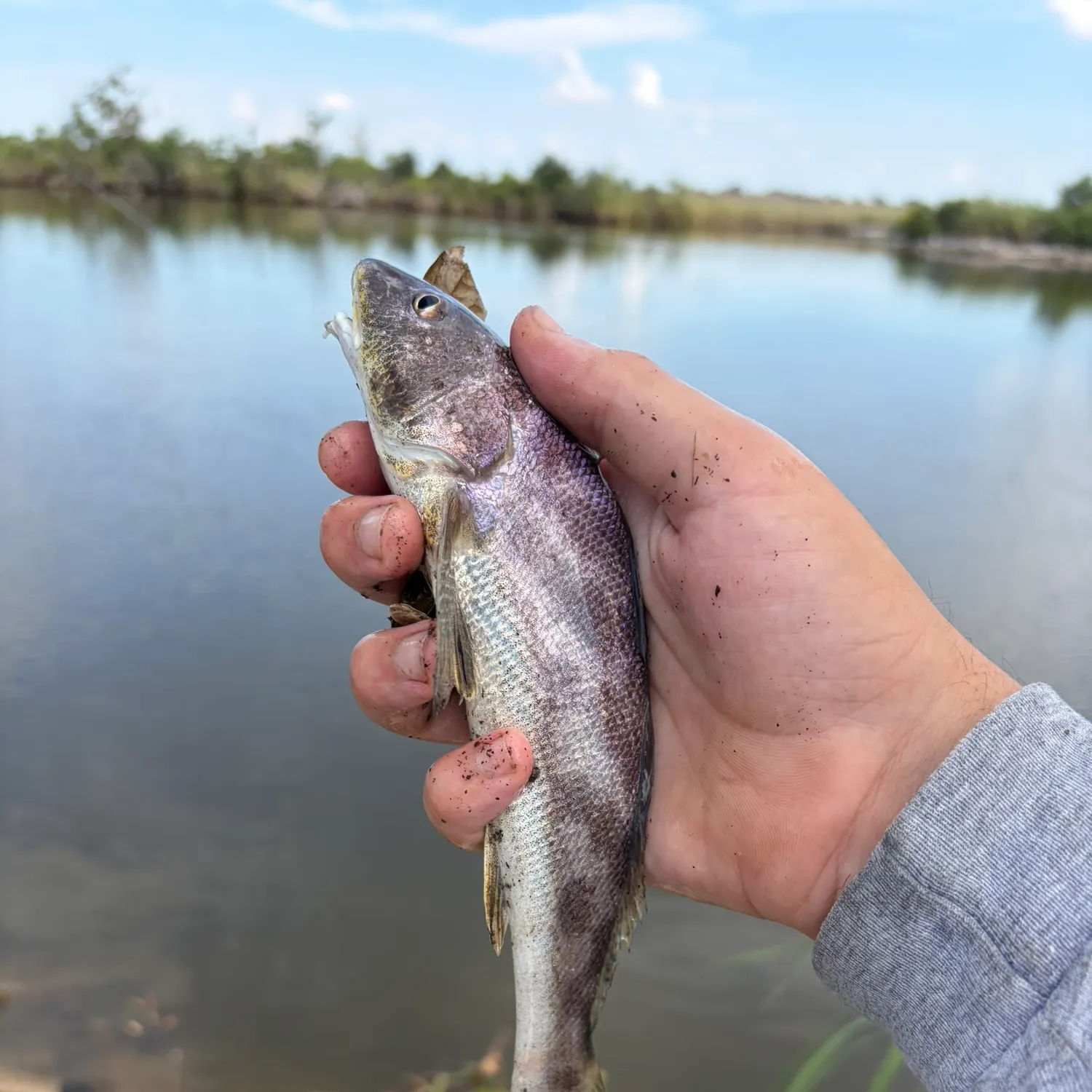 Southern kingcroaker caught on Fishbrain