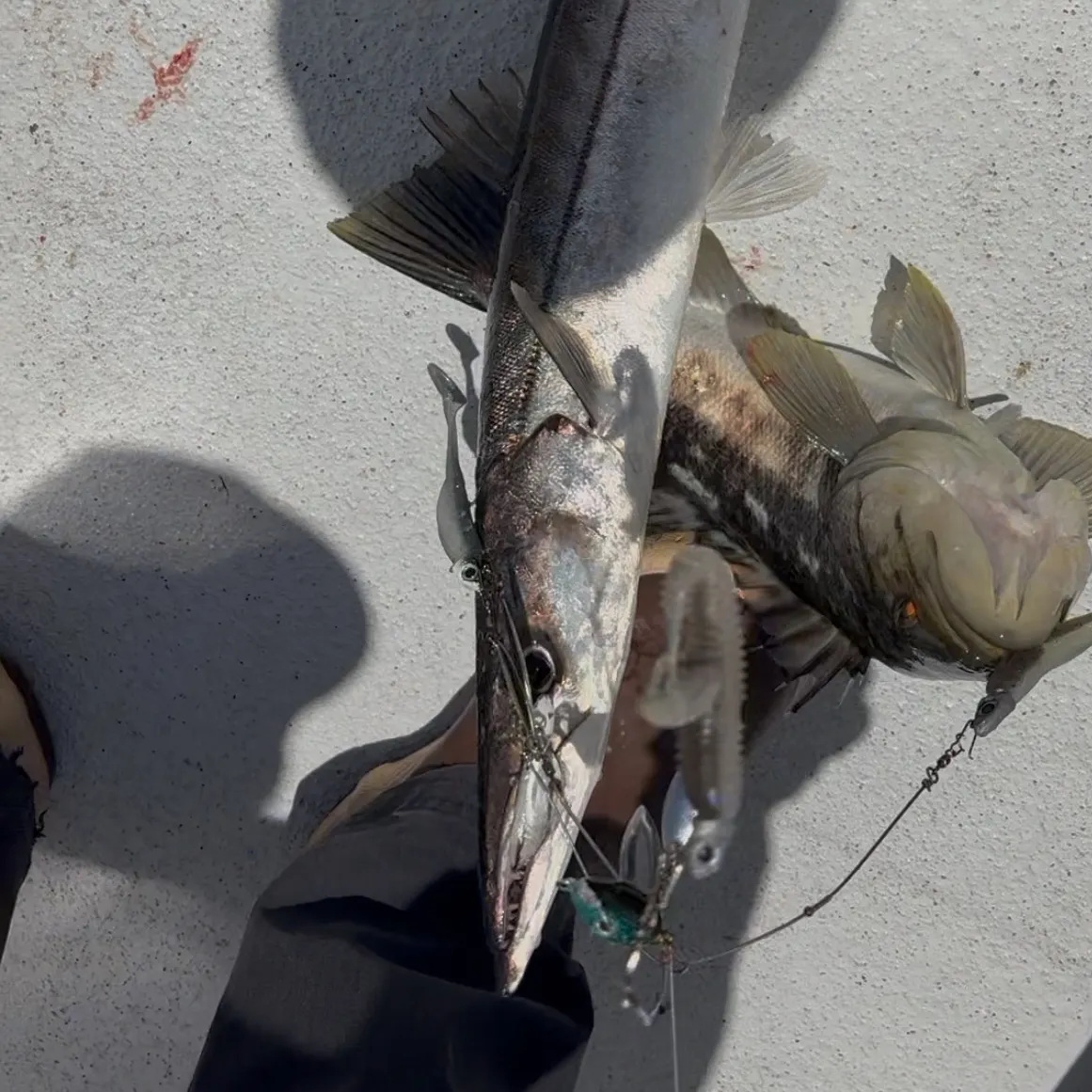 The most recent Pacific barracuda catches on Fishbrain