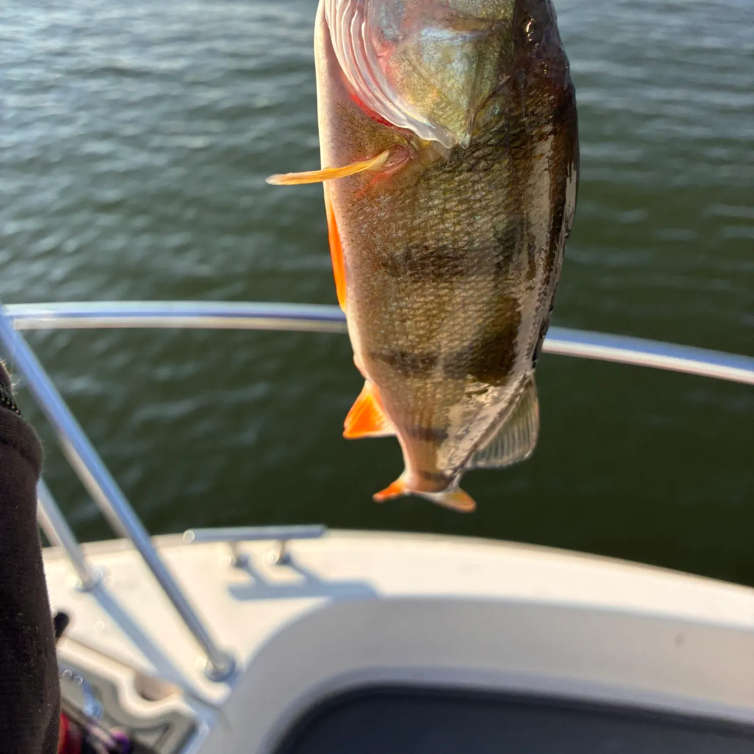 European perch caught on Fishbrain