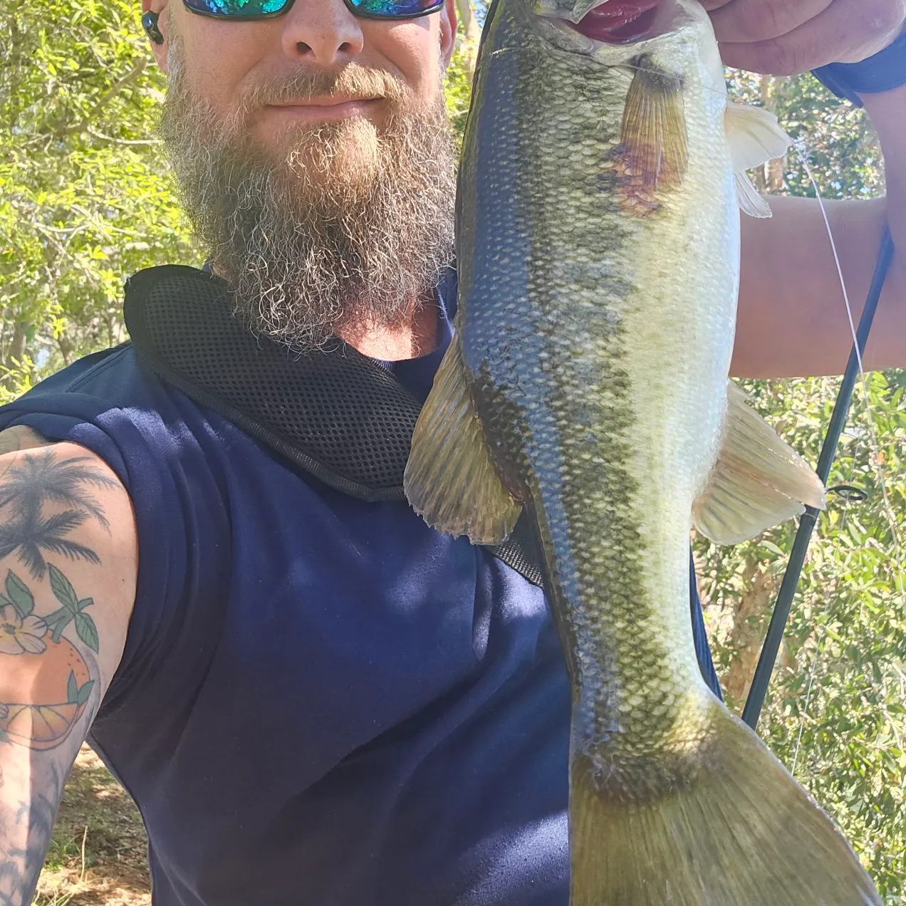 Spotted bass caught on Fishbrain