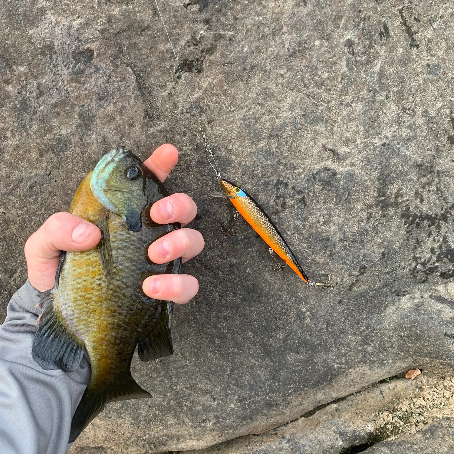 Bluegill caught on Fishbrain