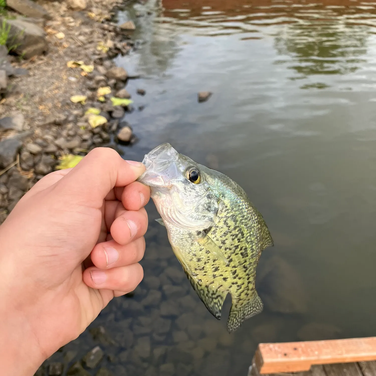 The most recent White crappie catches on Fishbrain