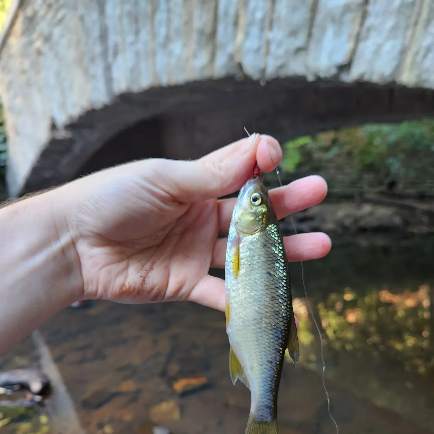 Golden shiner caught on Fishbrain