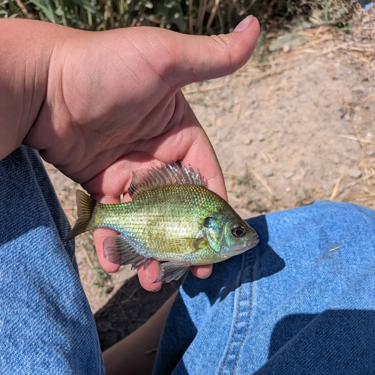 Bluegill caught on Fishbrain