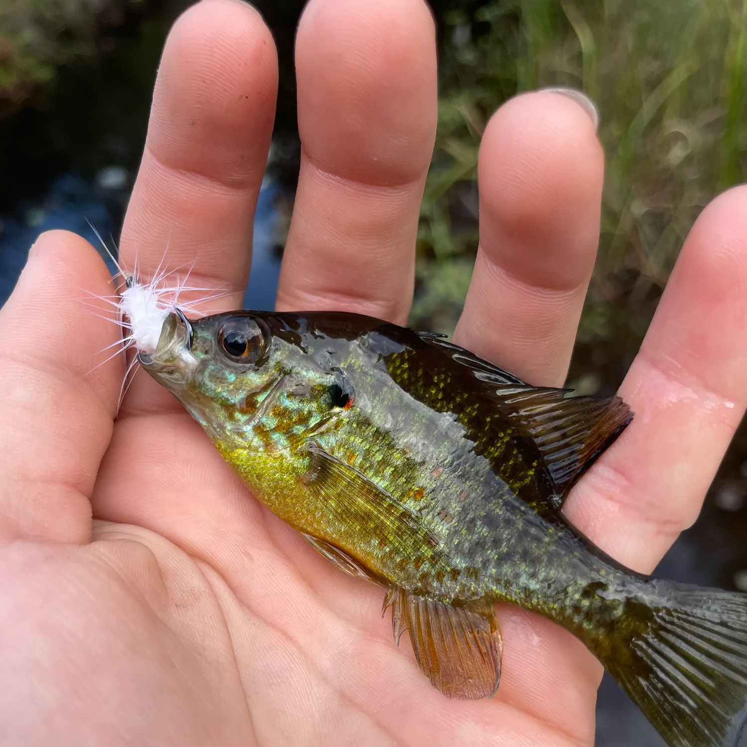 Pumpkinseed caught on Fishbrain