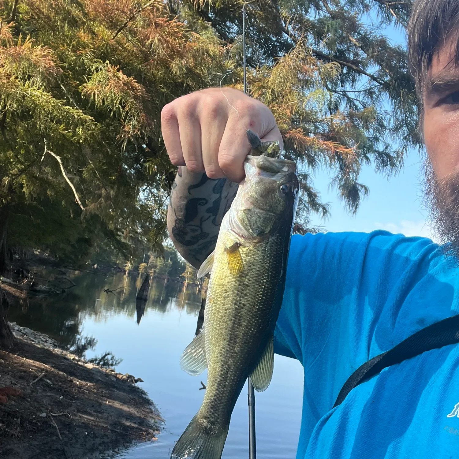 Largemouth bass caught on Fishbrain