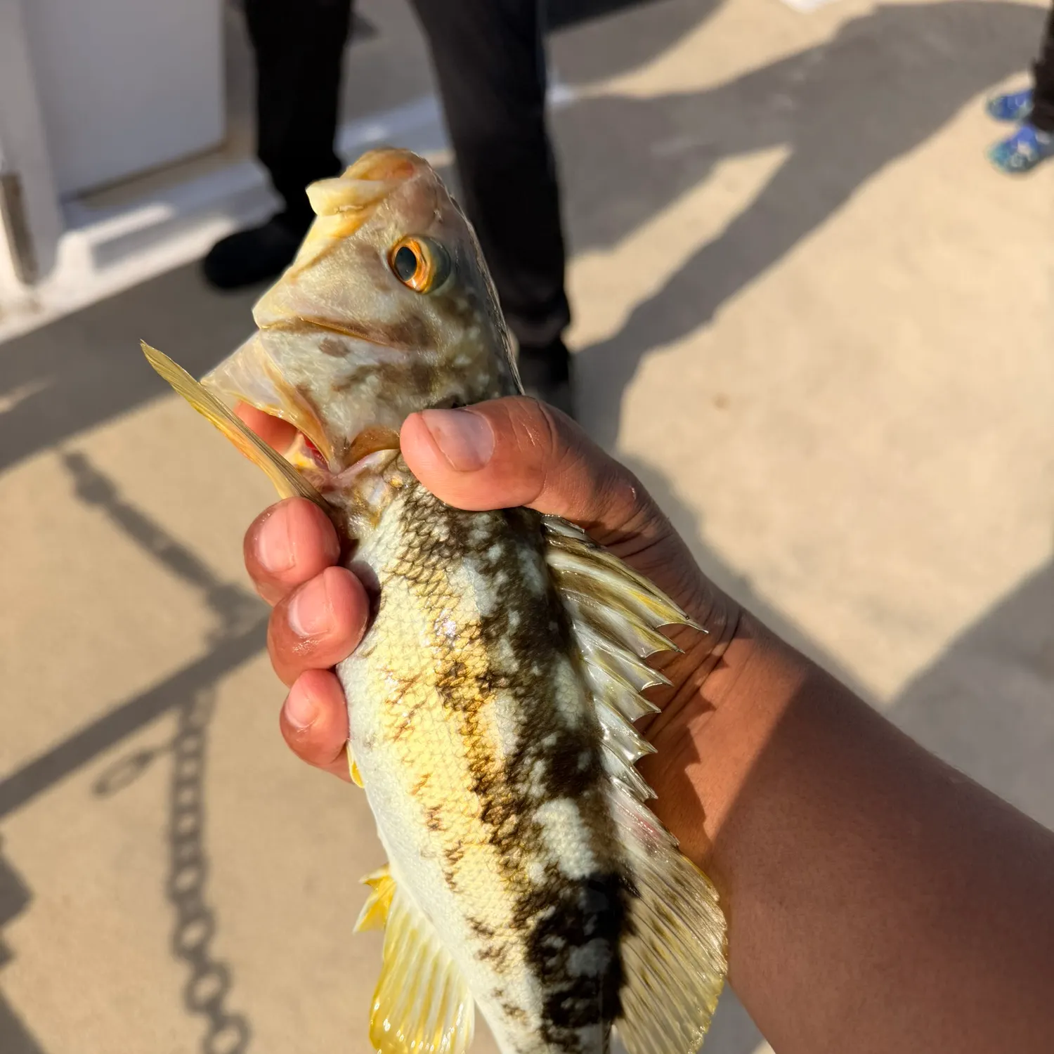 The most recent Kelp bass catches on Fishbrain