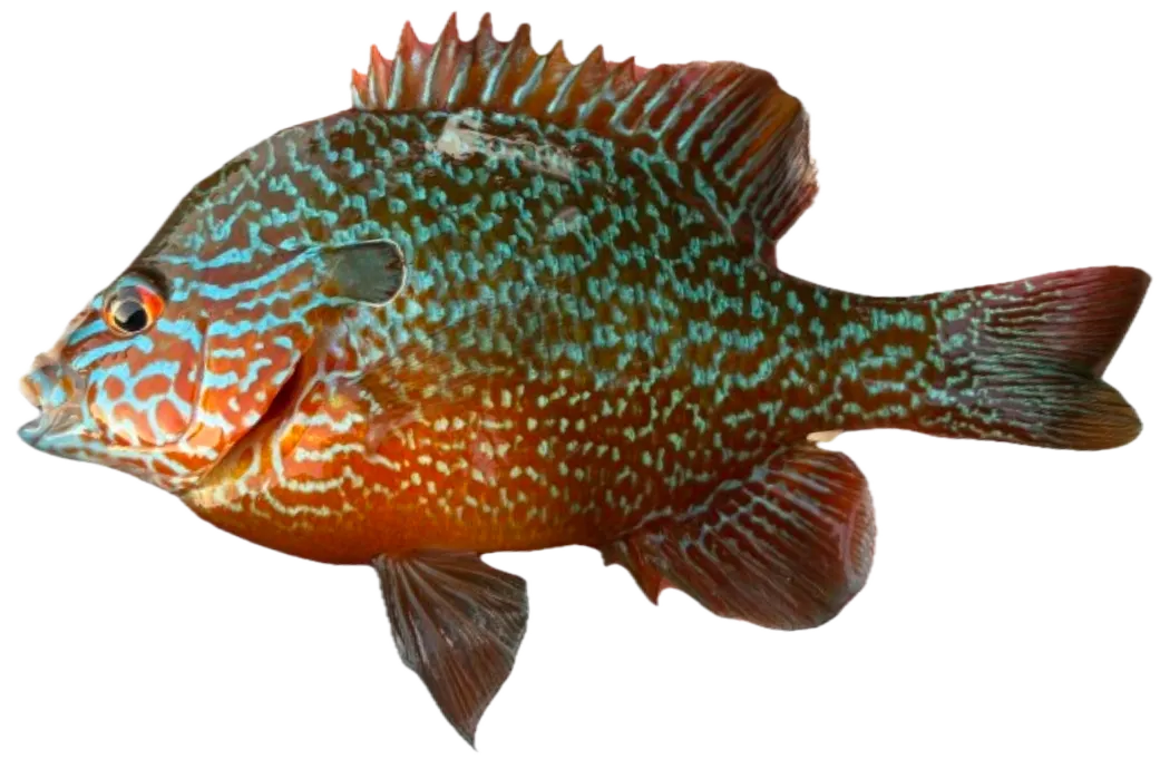 Redstripe longear sunfish