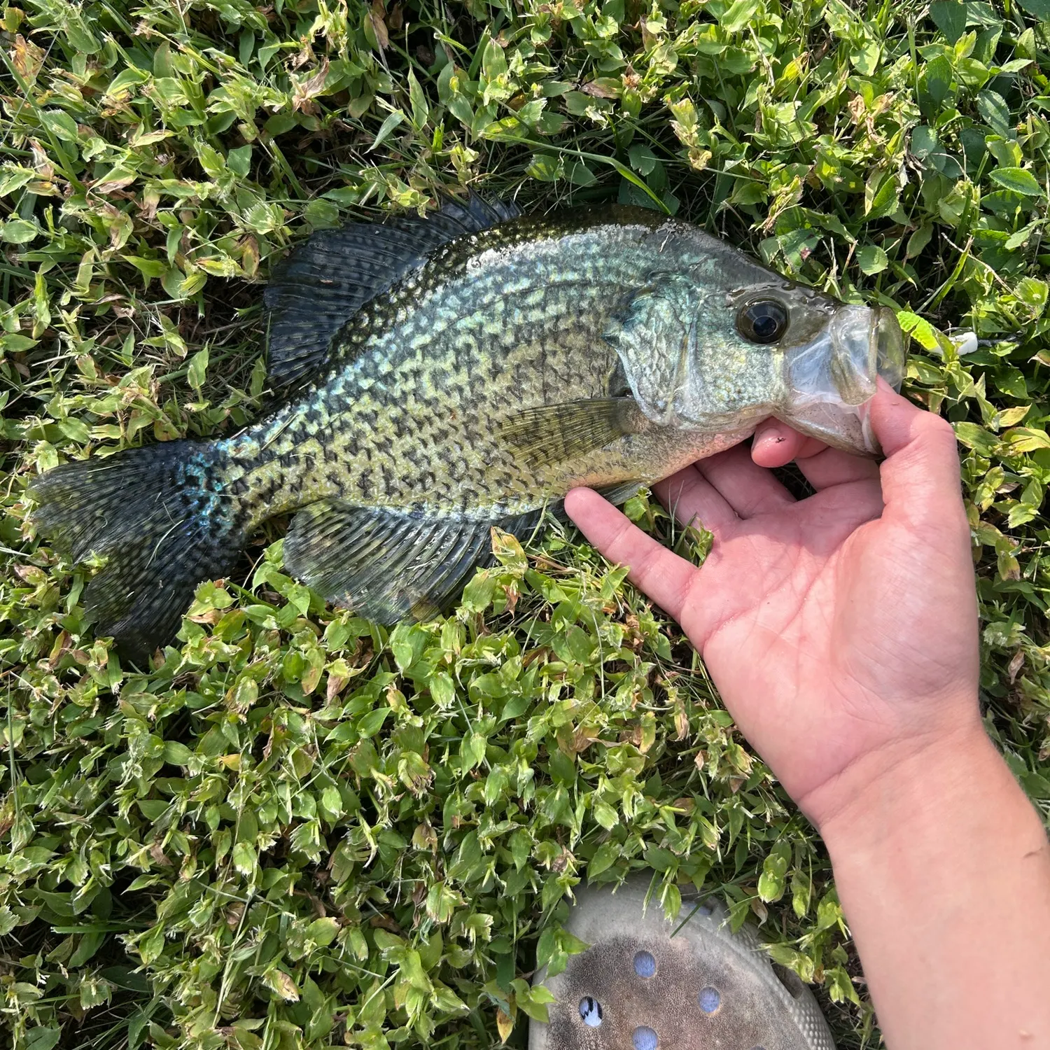 Black crappie caught on Fishbrain