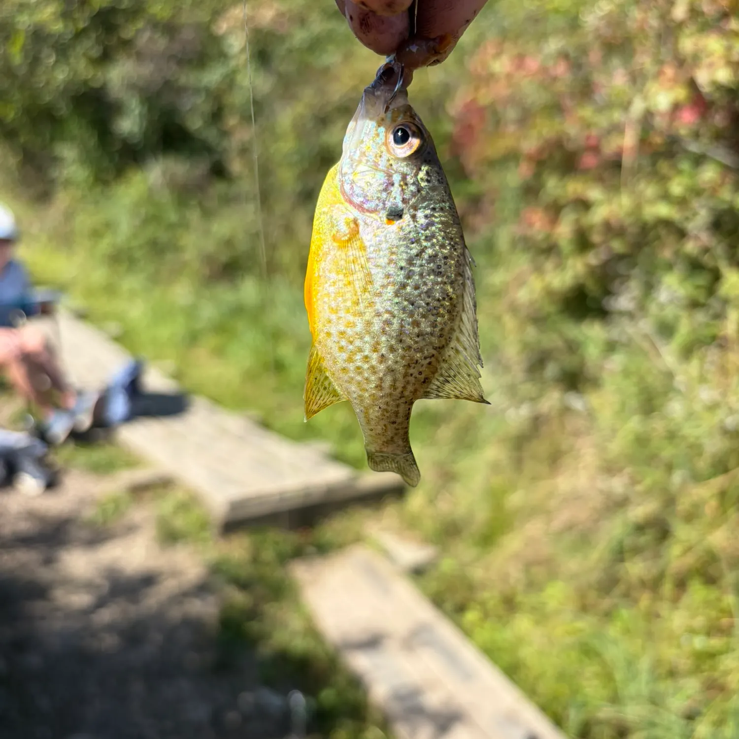 Bluegill caught on Fishbrain