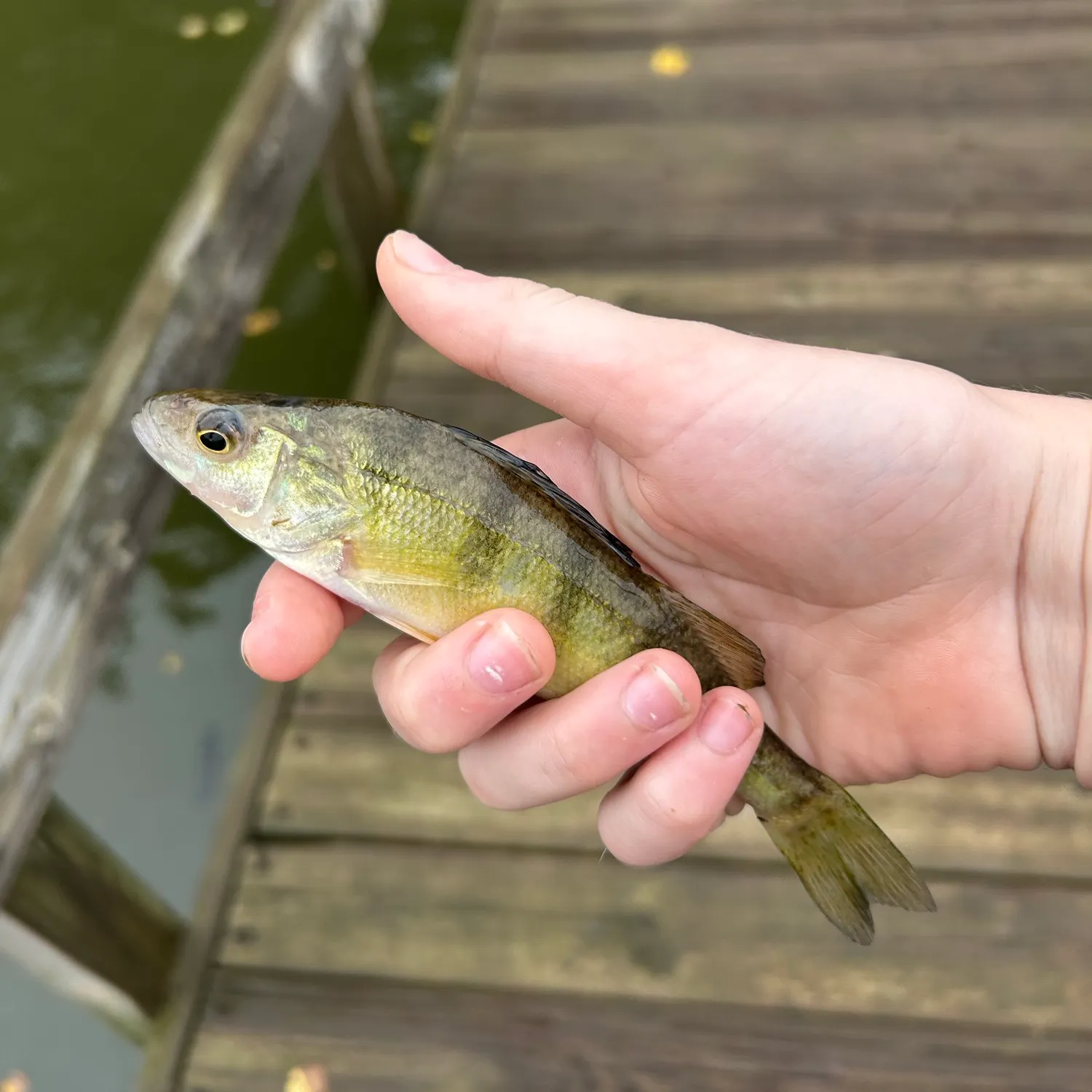 Yellow perch caught on Fishbrain