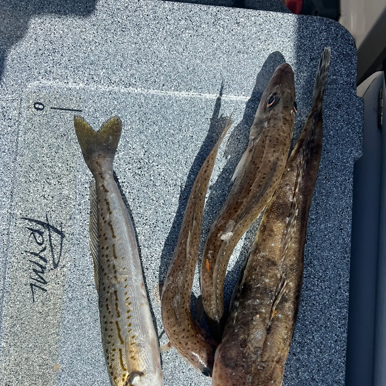 recently logged catches
