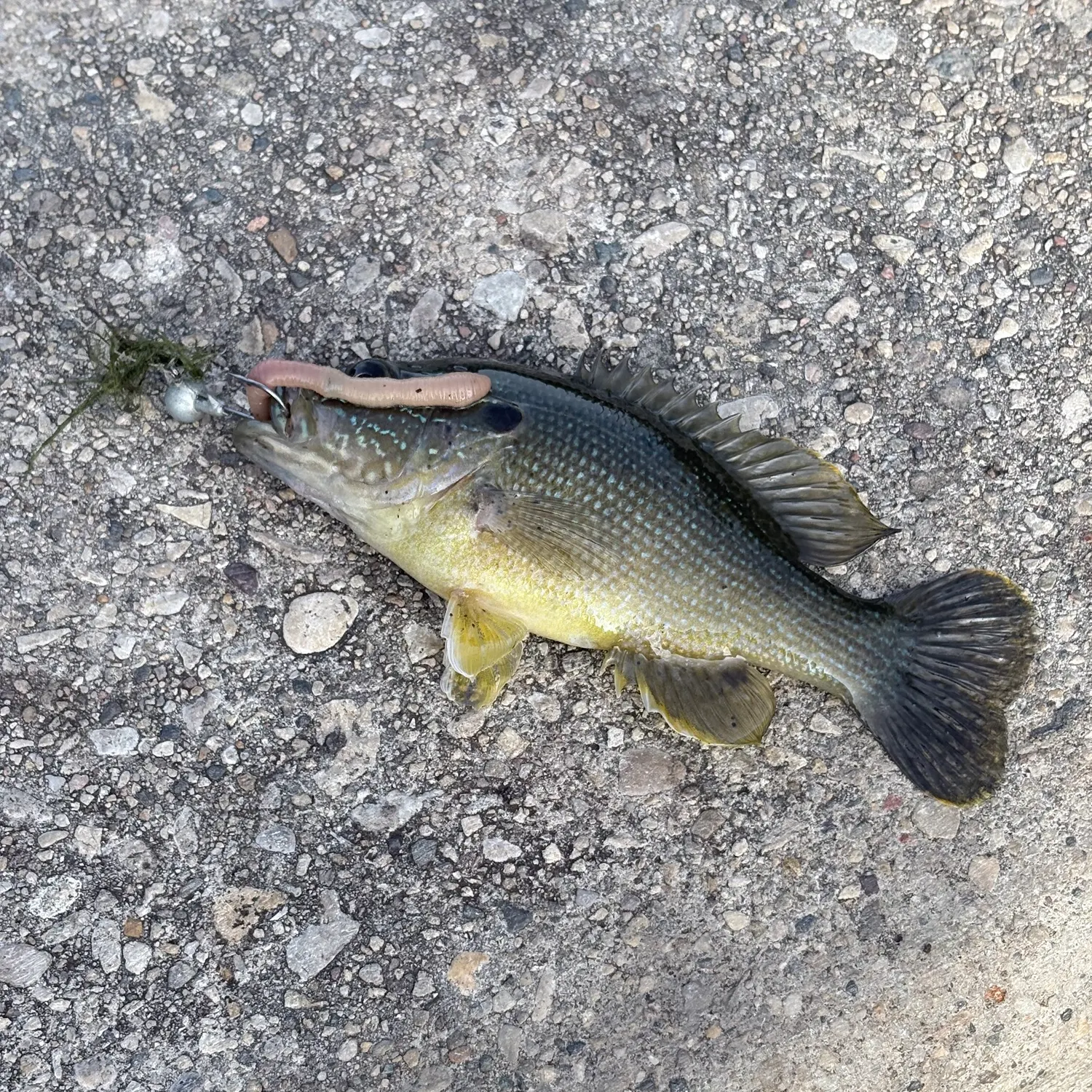 Green sunfish caught on Fishbrain