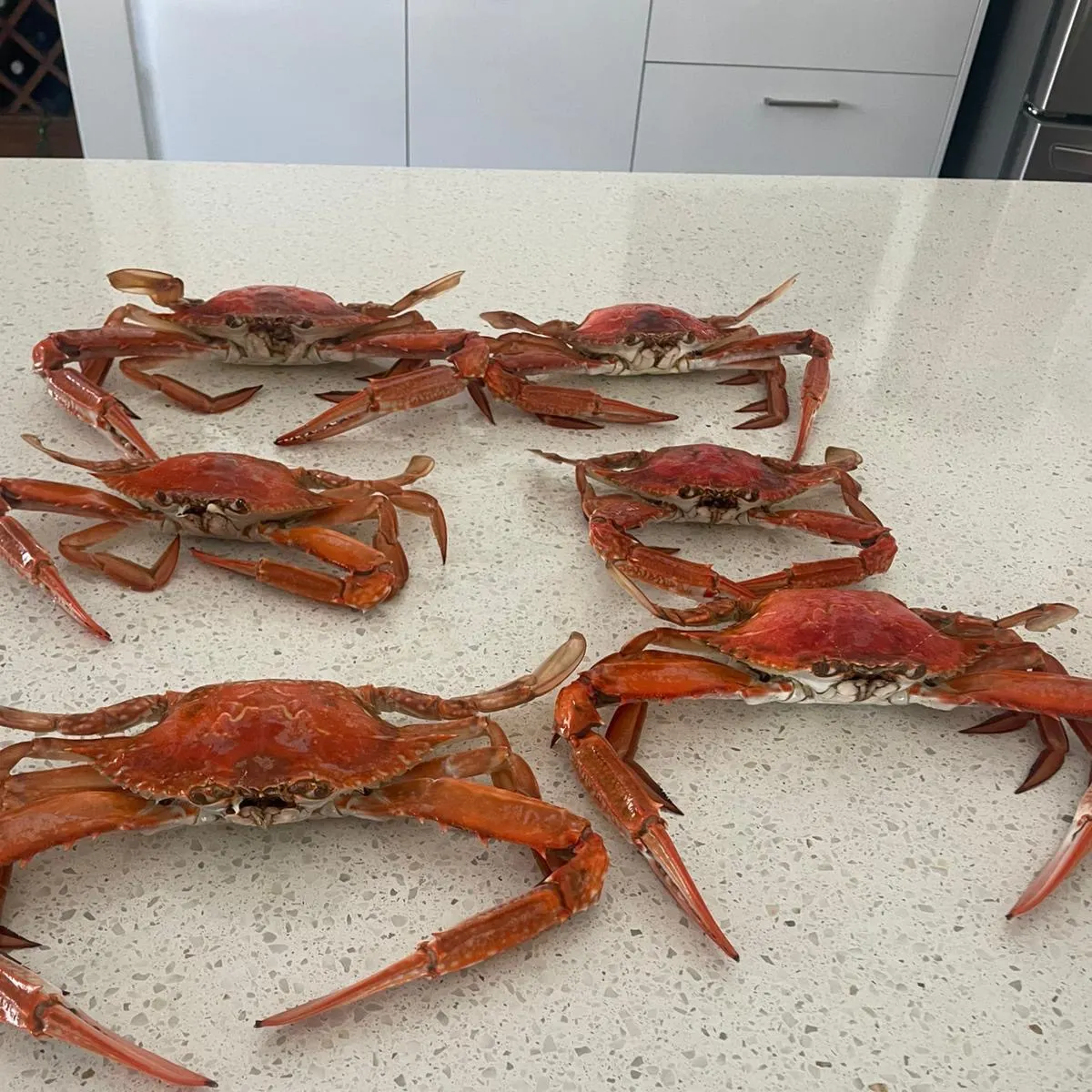 The most recent Blue swimmer crab catches on Fishbrain